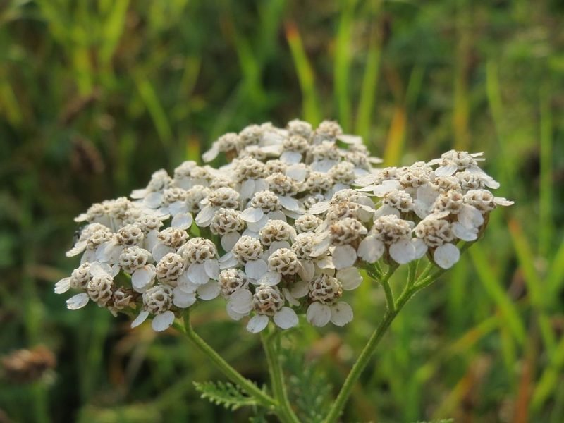 Common yarrow (Achillea millefolium)