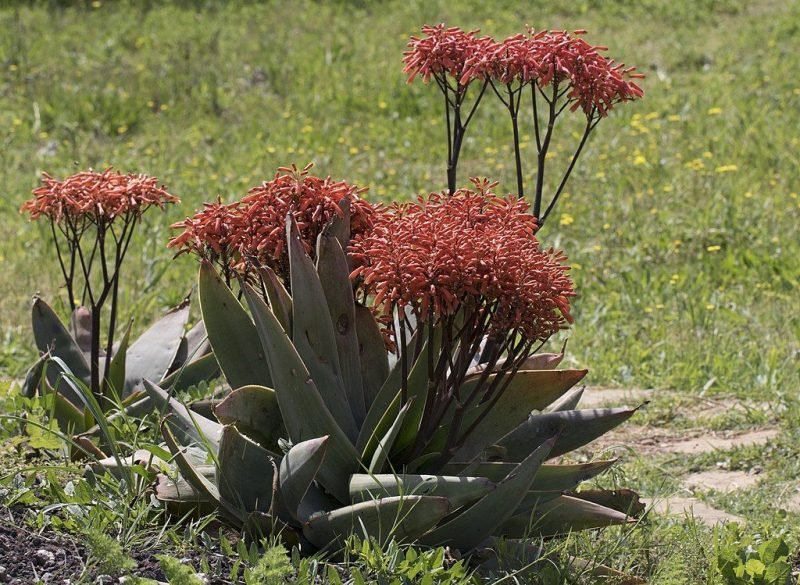 Coral aloe (Aloe striata)