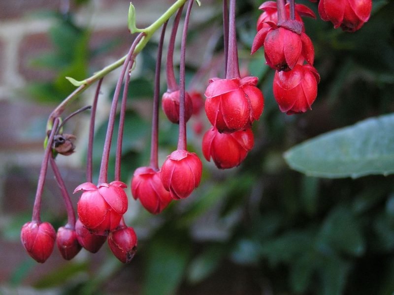 Coral plant (Berberidopsis corallina)