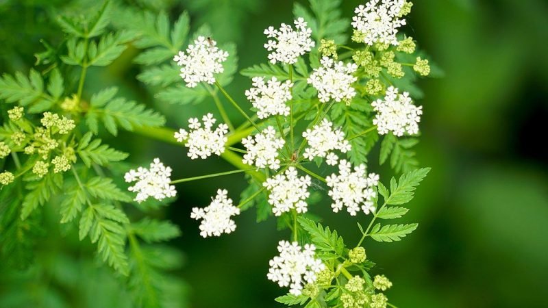 Cow parsley (Anthriscus sylvestris)