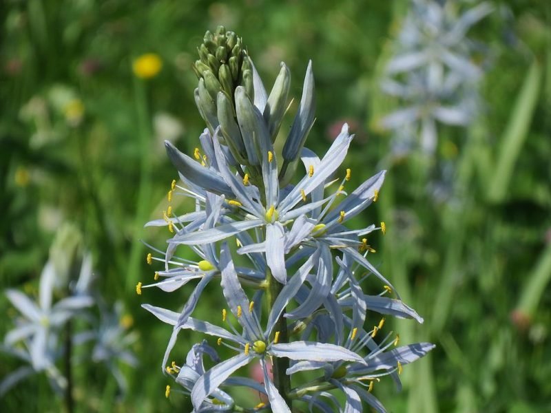 Cusick's camass (Camassia cusickii)