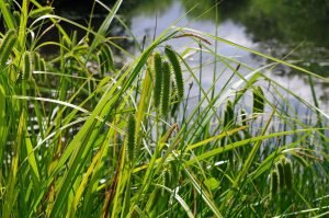 Cyperus sedge (Carex pseudocyperus)