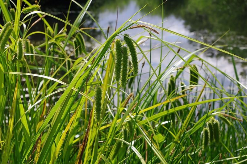 Cyperus sedge (Carex pseudocyperus)