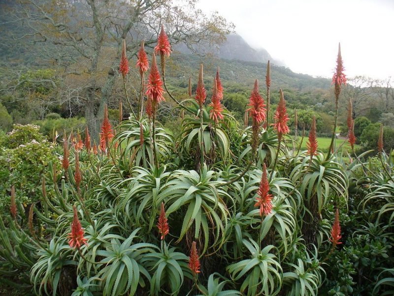 Deer-horn cactus (Aloe arborescens)