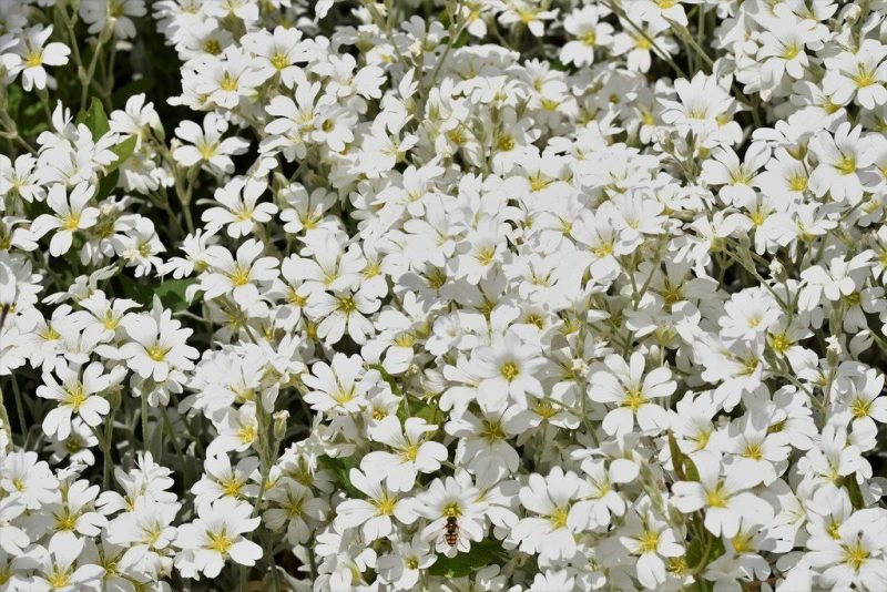 Dusty miller (Cerastium tomentosum)