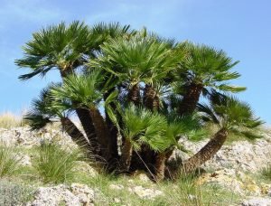 Dwarf fan palm (Chamaerops humilis)