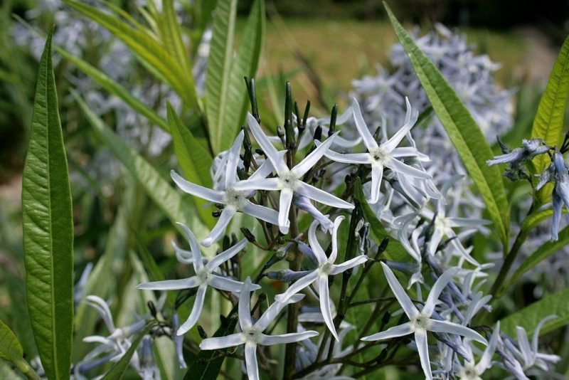Eastern bluestar (Amsonia tabernaemontana)