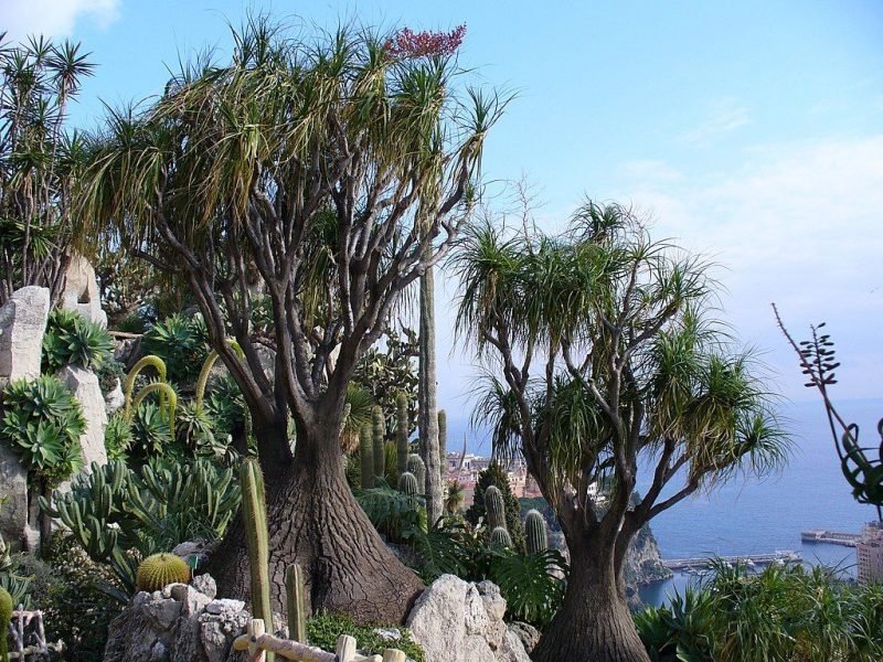Elephant's foot (Beaucarnea recurvata)