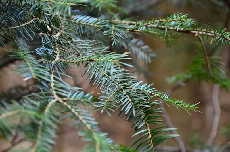 European silver fir (Abies alba)