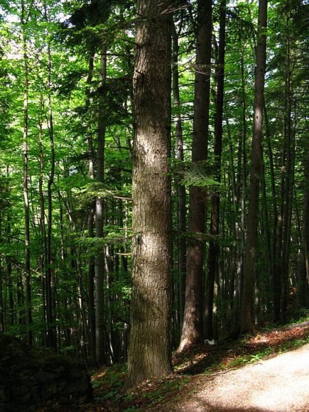 How to plant European silver fir (Abies alba)_1