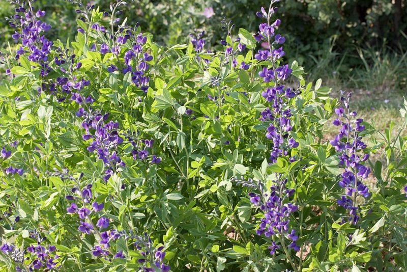 False indigo (Baptisia australis)