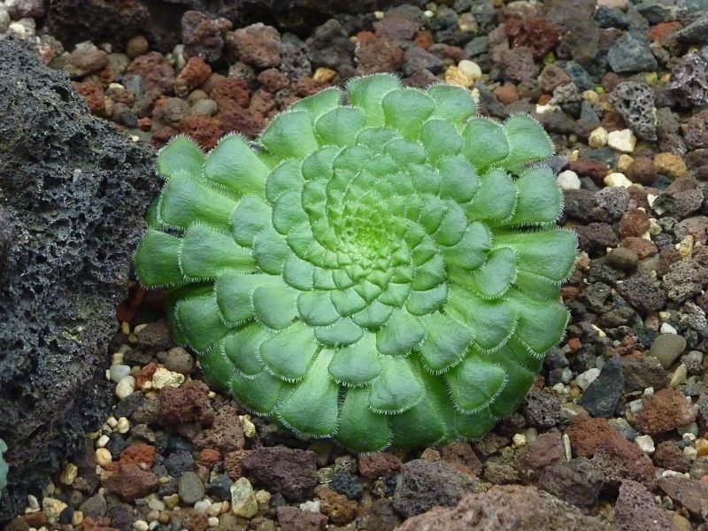Flat-topped aeonium (Aeonium tabuliforme)
