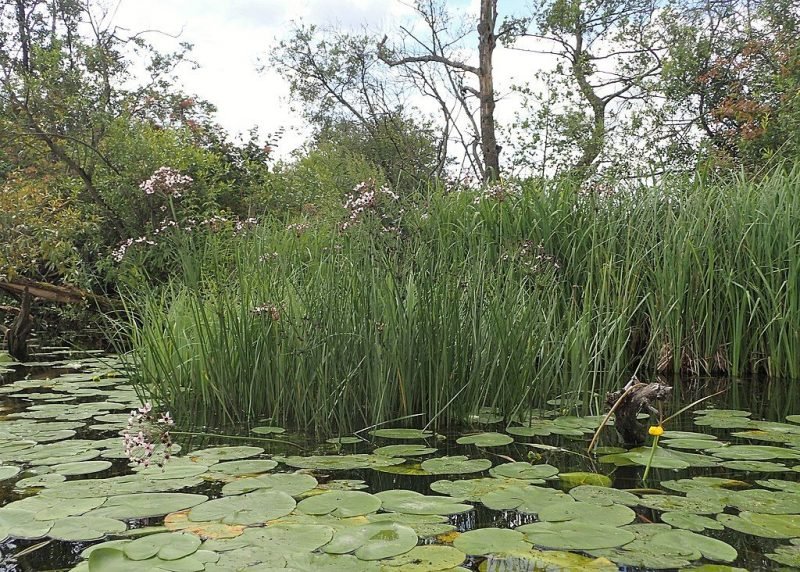 Flowering rush (Butomus umbellatus)