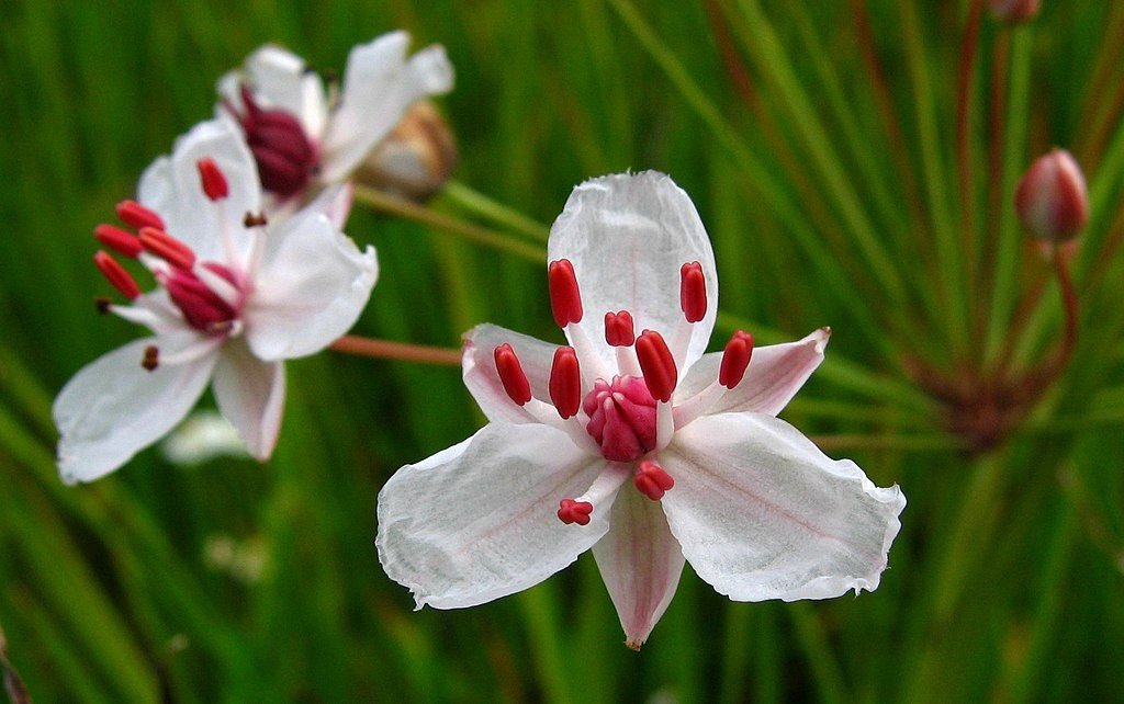 How to plant Flowering rush (Butomus umbellatus) Dear Plants
