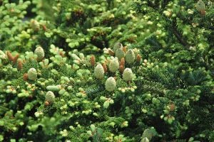 Fraser fir (Abies fraseri)