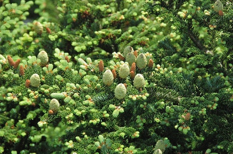 Fraser fir (Abies fraseri)