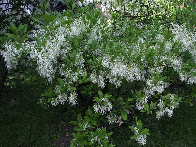 Fringe tree (Chionanthus virginicus)
