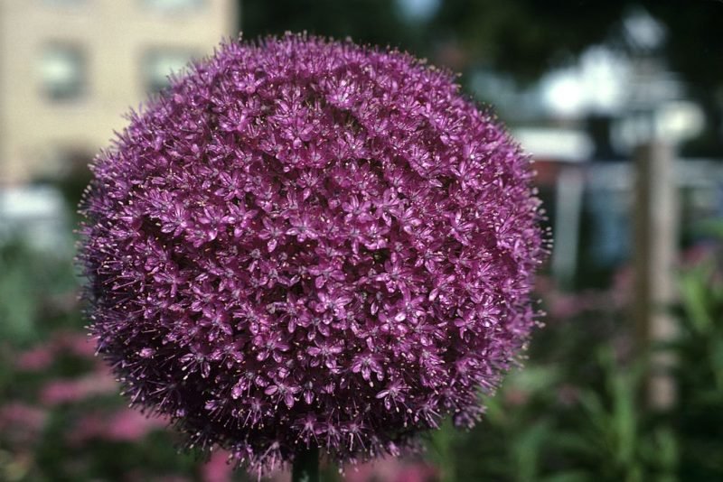 Giant onion (Allium giganteum)