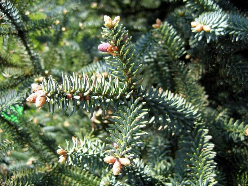 Glaucous Spanish fir (Abies pinsapo 'Glauca')