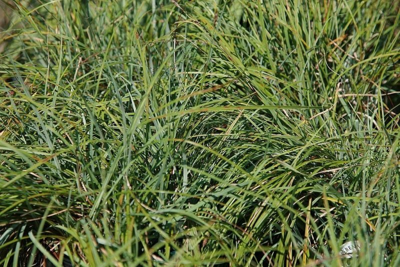 Glaucous sedge (Carex flacca)