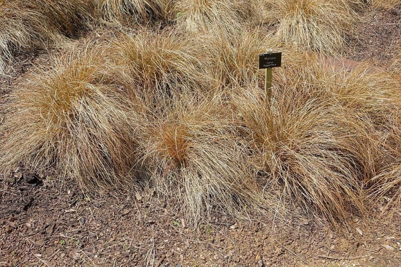 Glen Murray tussock sedge (Carex flagellifera)