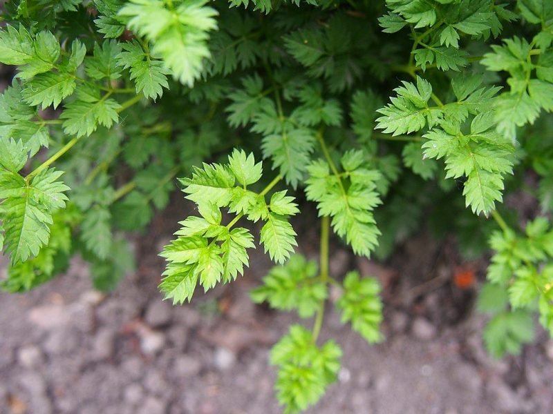 Goat's beard (Aruncus aethusifolius)
