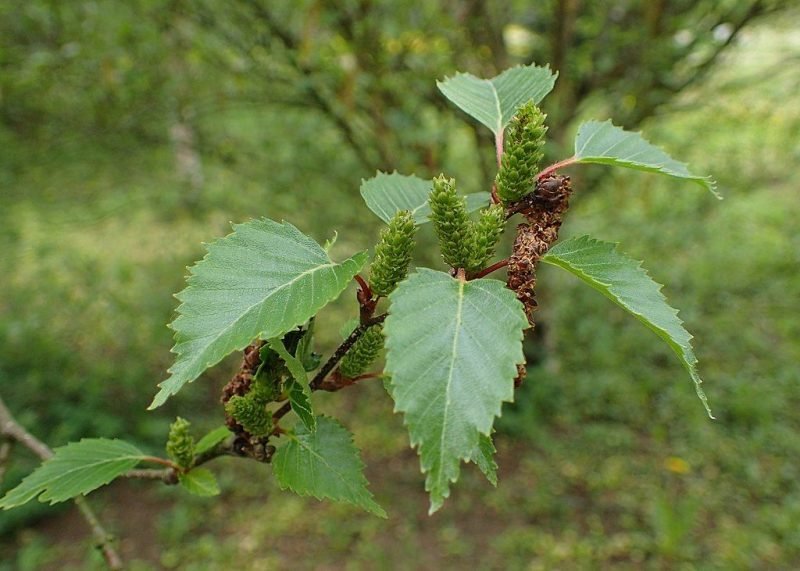 Gold birch (Betula ermanii)