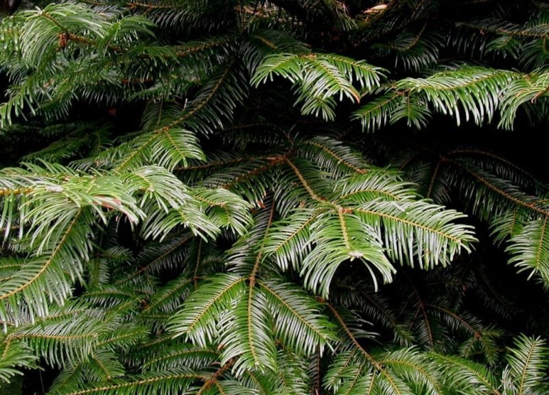 Grand fir (Abies grandis)