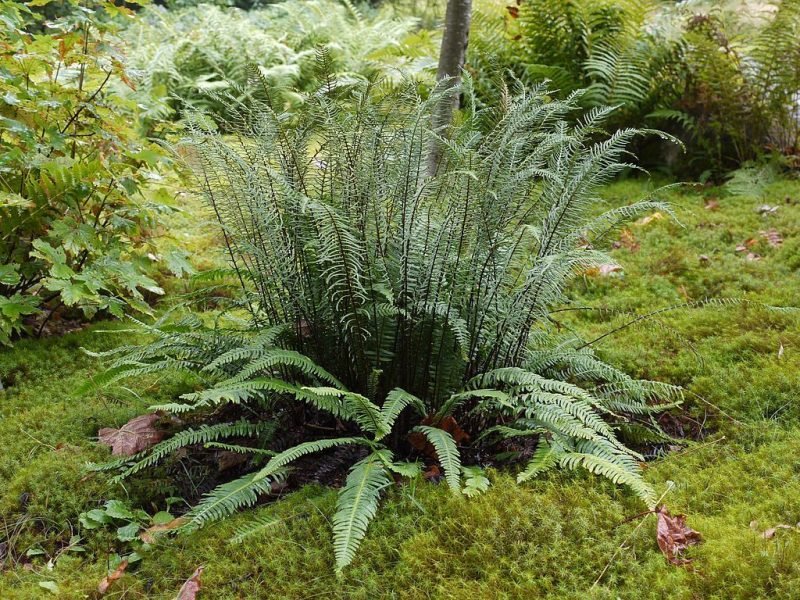 Hard fern (Blechnum spicant)