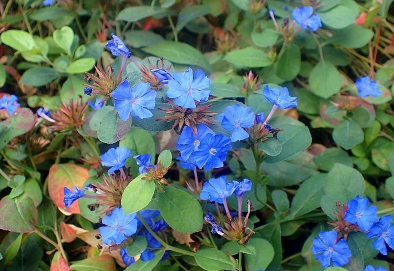 Hardy blue-flowered leadwort (Ceratostigma plumbaginoides)