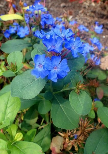 How to plant Hardy blue-flowered leadwort (Ceratostigma plumbaginoides)_1