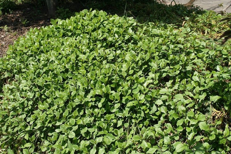 Where to plant Hardy blue-flowered leadwort (Ceratostigma plumbaginoides)_2