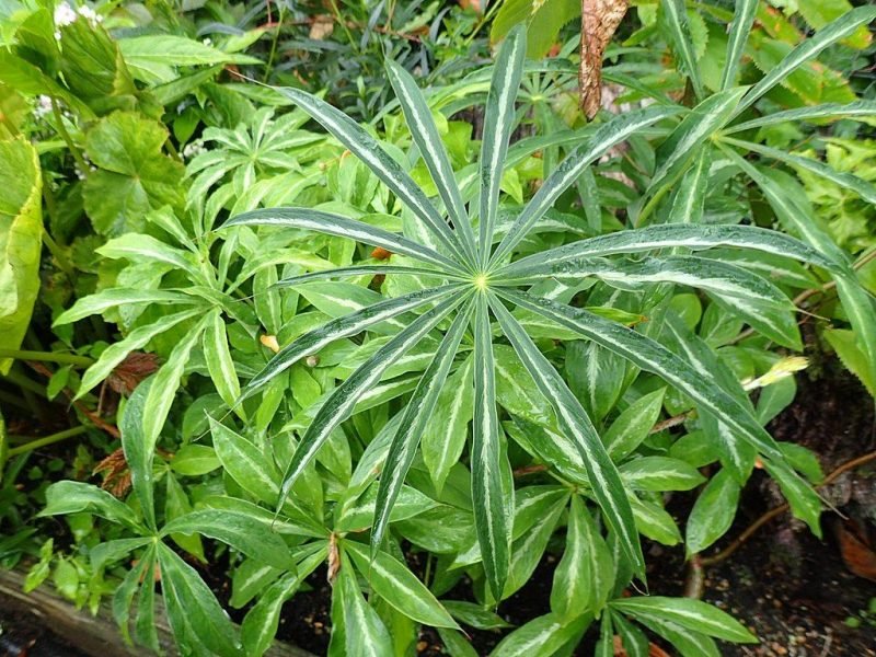 Himalayan cobra lily (Arisaema consanguineum)
