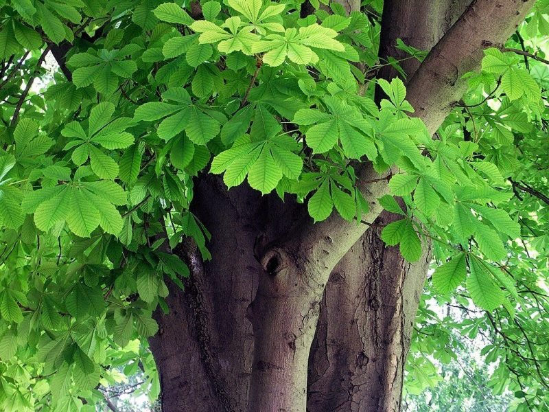 Horse chestnut (Aesculus hippocastanum)