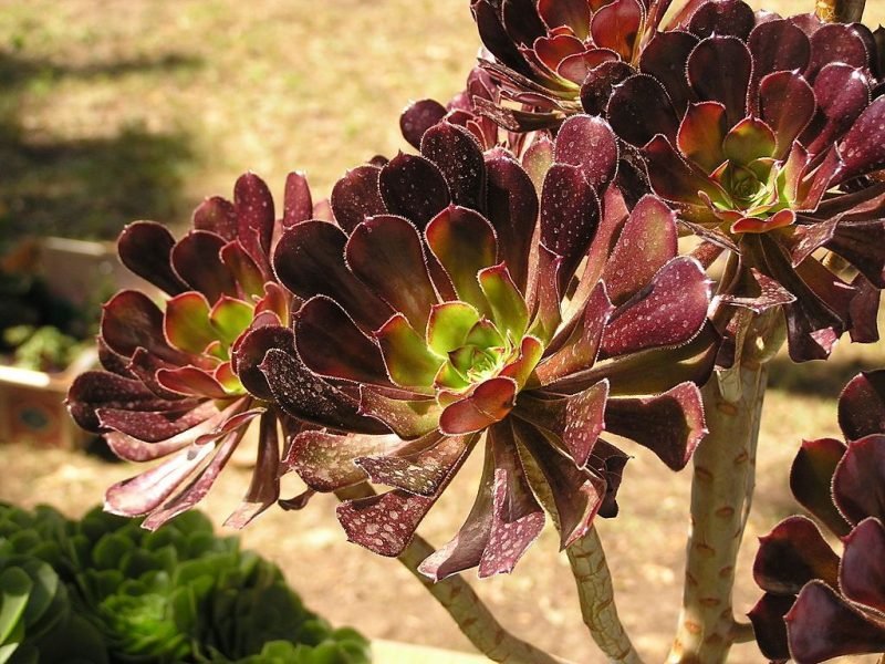 Houseleek tree (Aeonium arboreum)