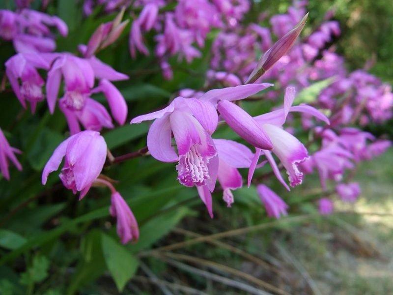 Hyacinth orchid (Bletilla striata)