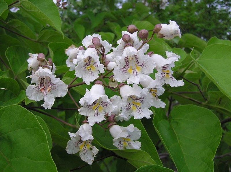 Indian bean tree (Catalpa bignonioides)