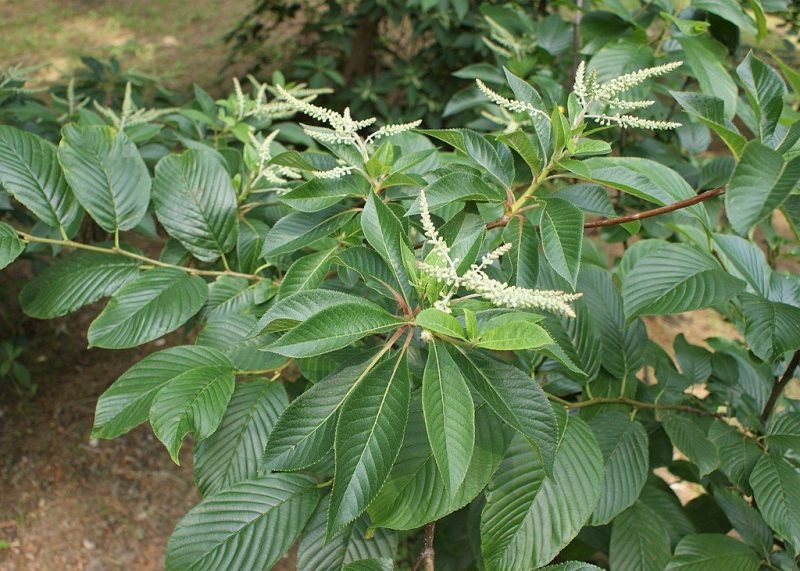 Japanese clethra (Clethra barbinervis)