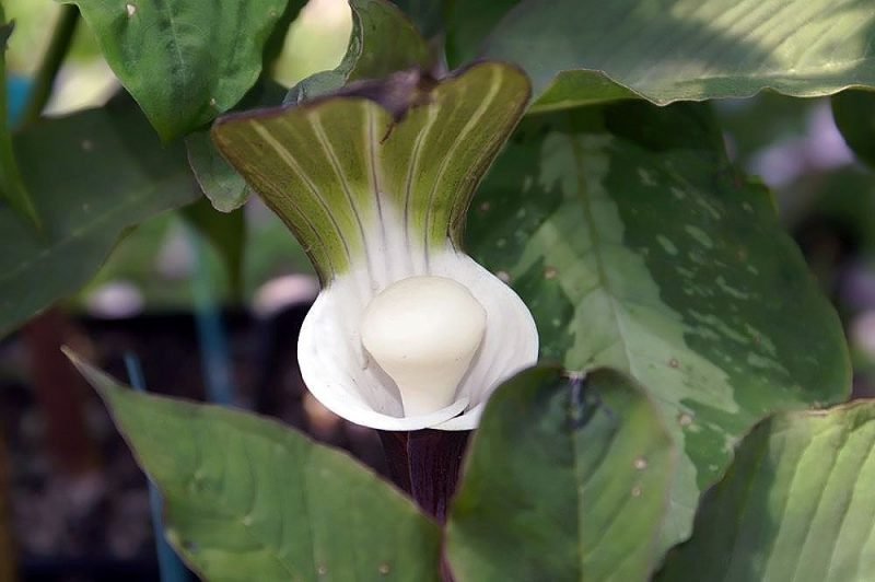 Japanese cobra lily (Arisaema sikokianum)