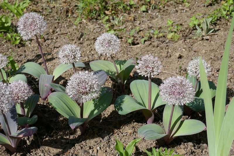 Kara Tau garlic (Allium karataviense)