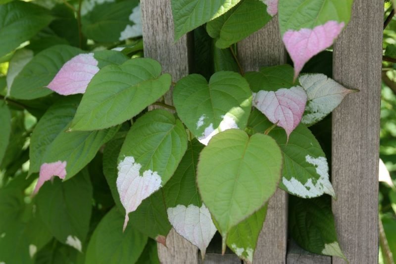 Kolomikta (Actinidia kolomikta)