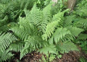 Lady fern (Athyrium filix-femina)