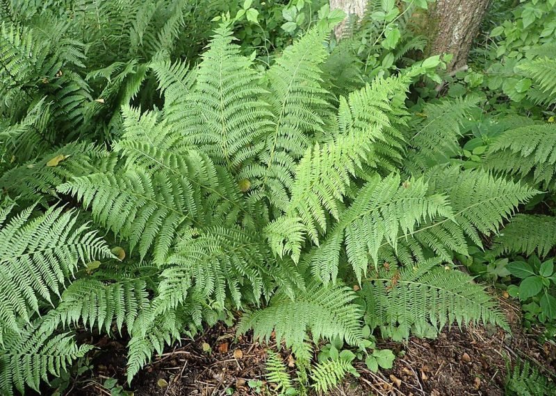 Lady fern (Athyrium filix-femina)