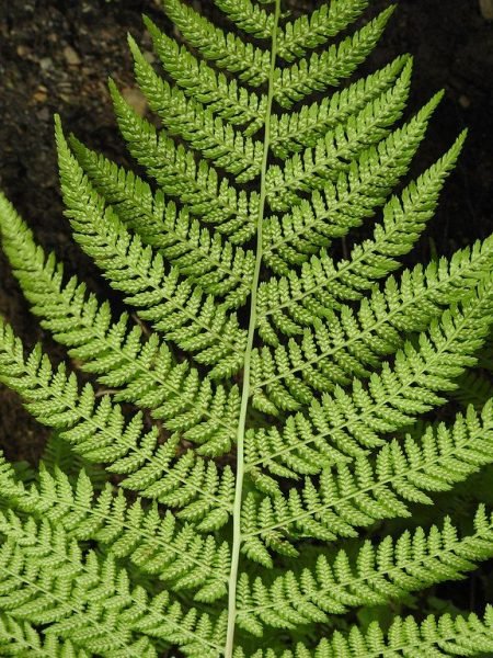 How to plant Lady fern (Athyrium filix-femina)_1