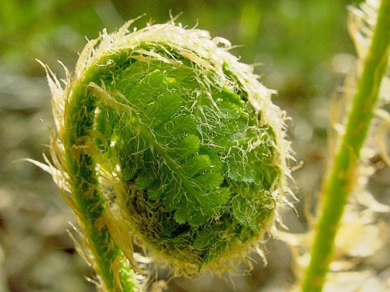 Where to plant Lady fern (Athyrium filix-femina)_2