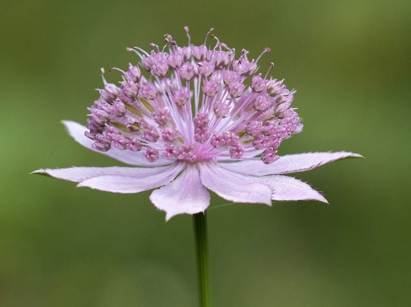 Largest masterwort (Astrantia maxima)