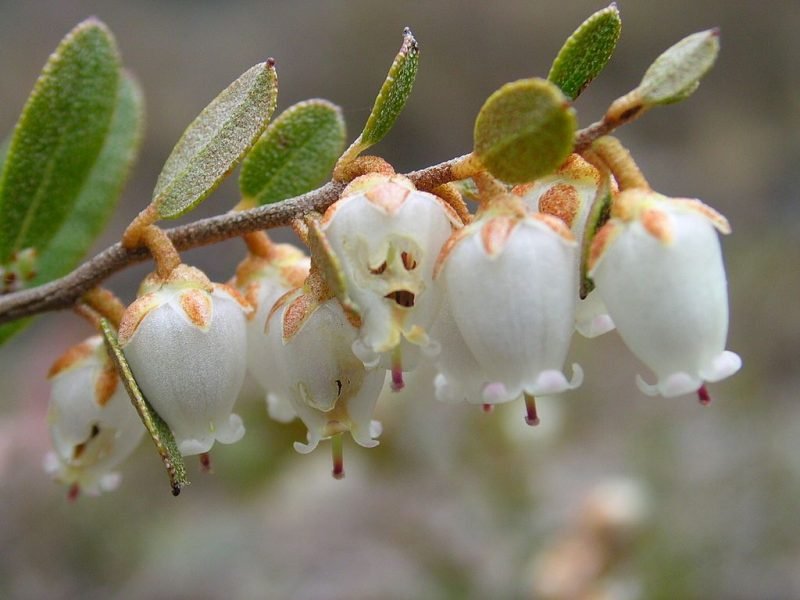 Leatherleaf (Chamaedaphne calyculata)