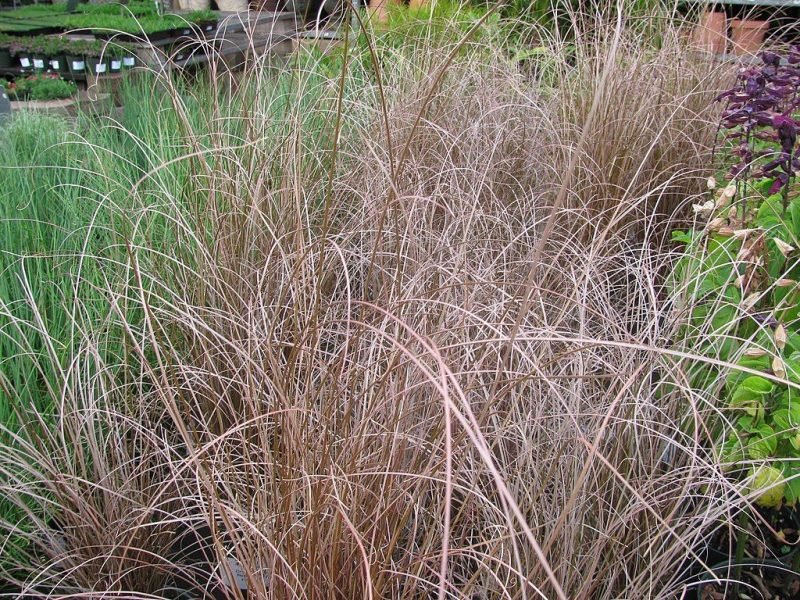 Leatherleaf sedge (Carex buchananii)
