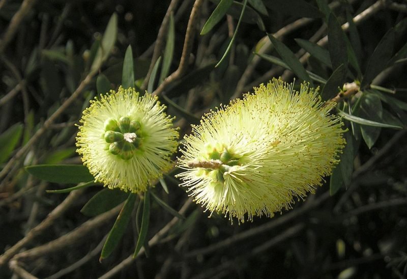 Lemon bottlebrush (Callistemon pallidus)
