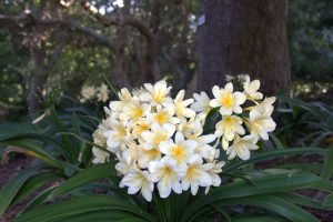 Lemon-coloured Natal lily (Clivia miniata var. citrina)